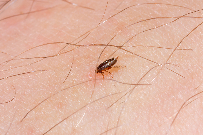 Flea Pest Control in Reading Berkshire