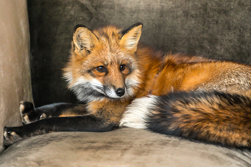 Fox Pest Control in Reading Berkshire