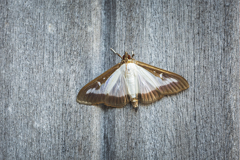 Moth Pest Control in Reading Berkshire